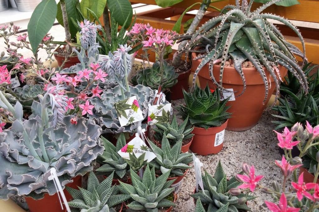 Kako njegovati kaktuse zimi