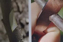 Kako prepoznati da kalemljenje nije uspješno obavljeno!