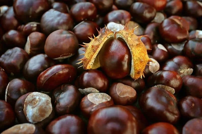 Pitomi i divlji kesten - razlika