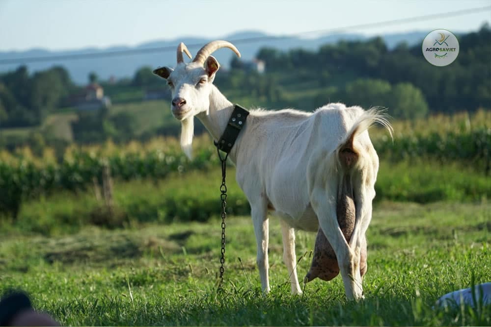EVO GDJE STE GRIJEŠILI: Kako se pravilno muze koza?