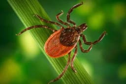 Domaći recepti za BORBU protiv KRPELJA