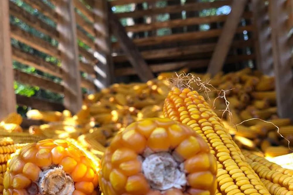 Odabir hibrida za sjetvu - O ovome NIKADA ne razmišljamo, a trebalo bi!