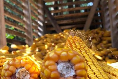 Poskupjeli kukuruz i pšenica