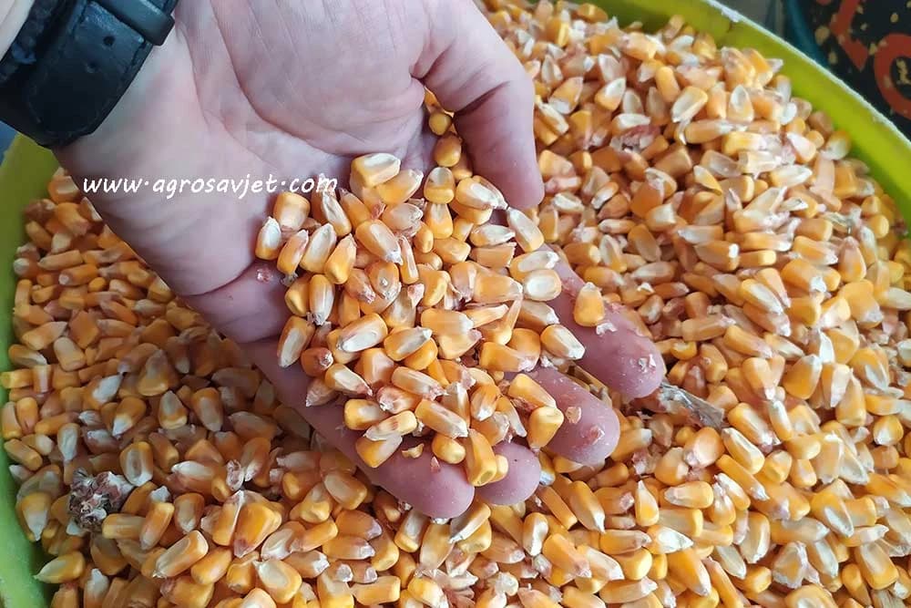 zrno kukuruza
