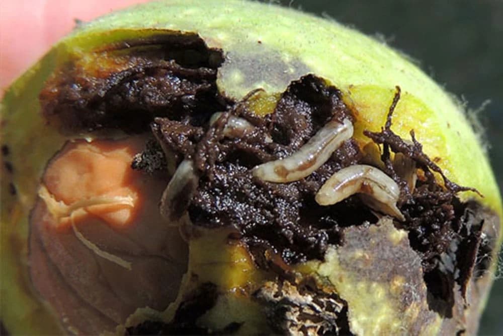 Nova štetočina oraha koja prouzrokuje aposlutnu štetu na plodu