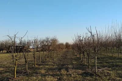Evo šta će se desiti sa vašim voćem ako do aprila ne padne snijeg