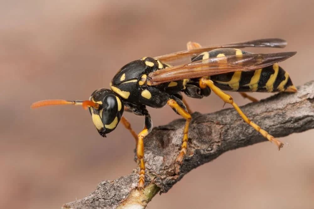 Insekti "trenirani" u Njemačkoj na specijalnom zadatku širom Evrope