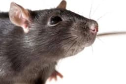 Kako je Alberta postala prvo mjesto na svijetu koje je istrebilo pacove?