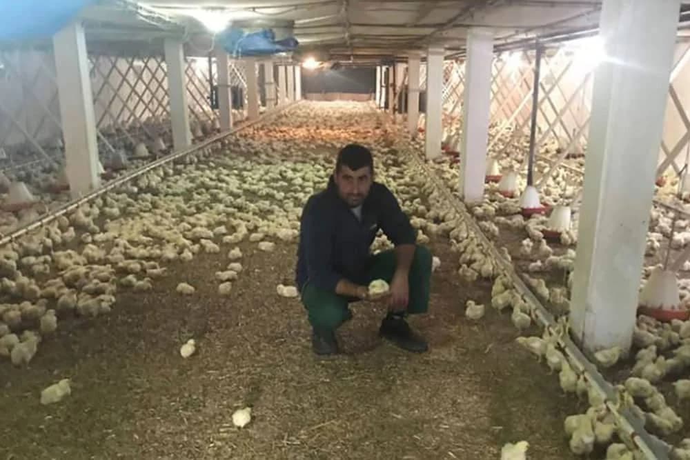 MLADI OSTAJU NA SELU Tov pilića unosan biznis na Majevici