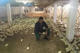 MLADI OSTAJU NA SELU Tov pilića unosan biznis na Majevici