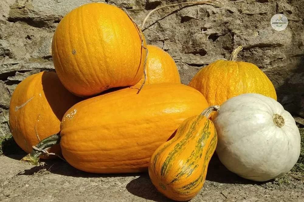 KAKO KUPITI DOBRU BUNDEVU?