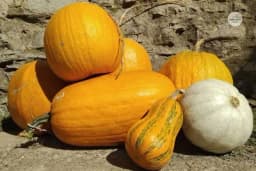 KAKO KUPITI DOBRU BUNDEVU?