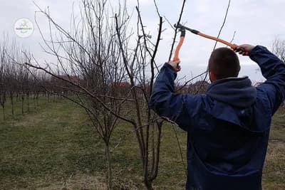 Ne ostavljajte patrljke - Najčešća greška prilikom rezidbe koštičavog voća