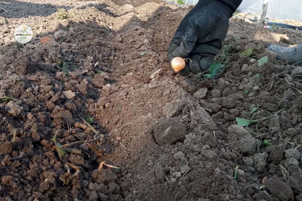 Evo šta se sve sadi, sije i bere u martu