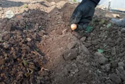 Evo šta se sve sadi, sije i bere u martu