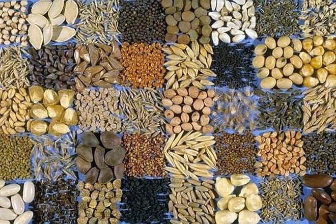 Kako da odaberete dobro sjeme za narednu godinu