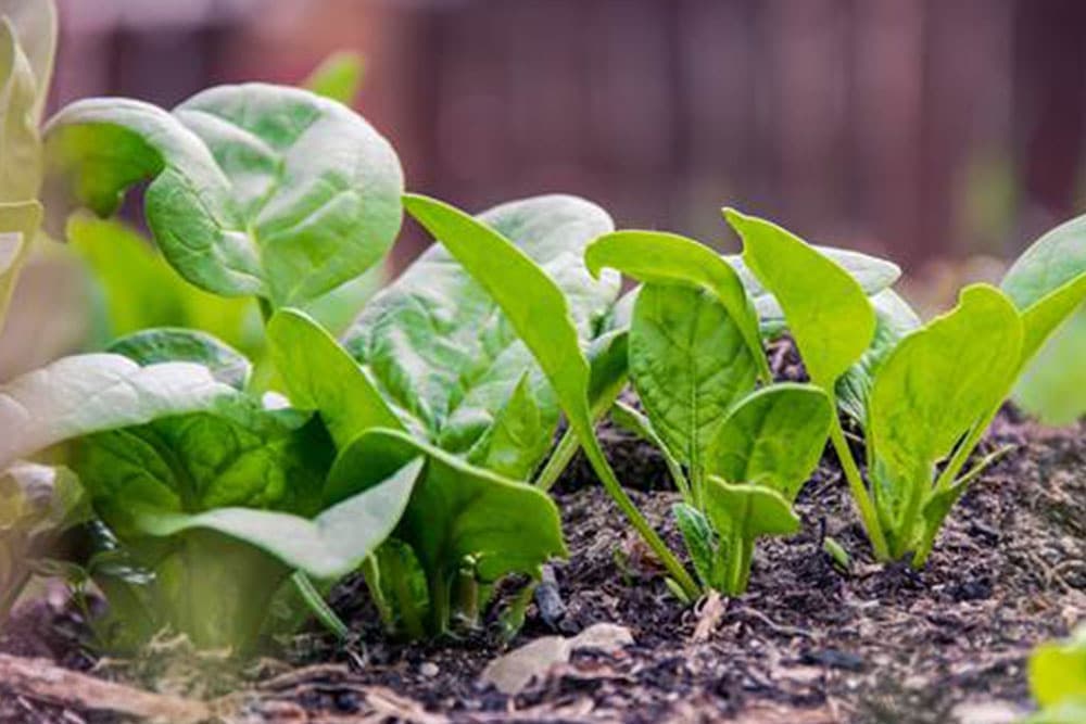 Jesenja sjetva spanaća