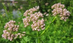 VALERIJANA nije samo za smirenje - Evo za šta je sve možemo koristiti