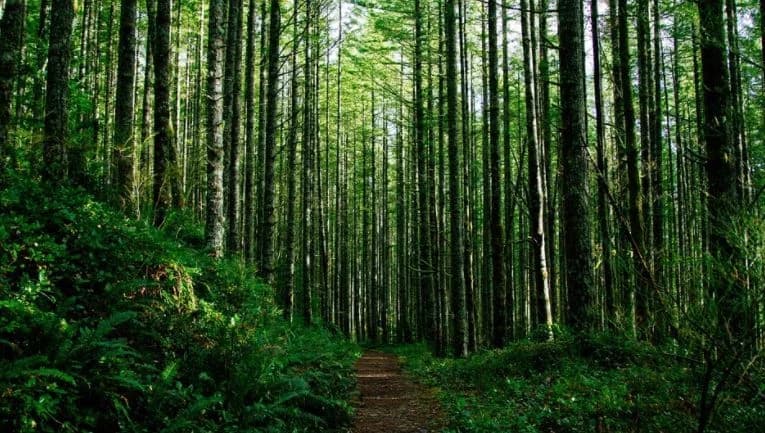 Boravak u šumi: Terapija za um, radost za srce i eliksir zdravlja za pluća