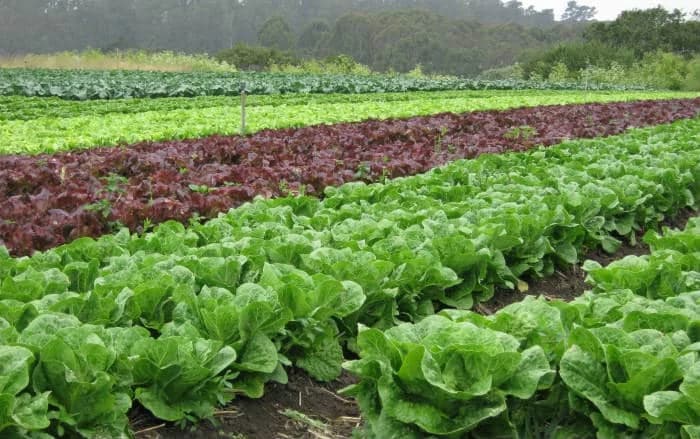 Sve o jesenjoj sjetvi zelene salate