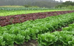 Sve o jesenjoj sjetvi zelene salate