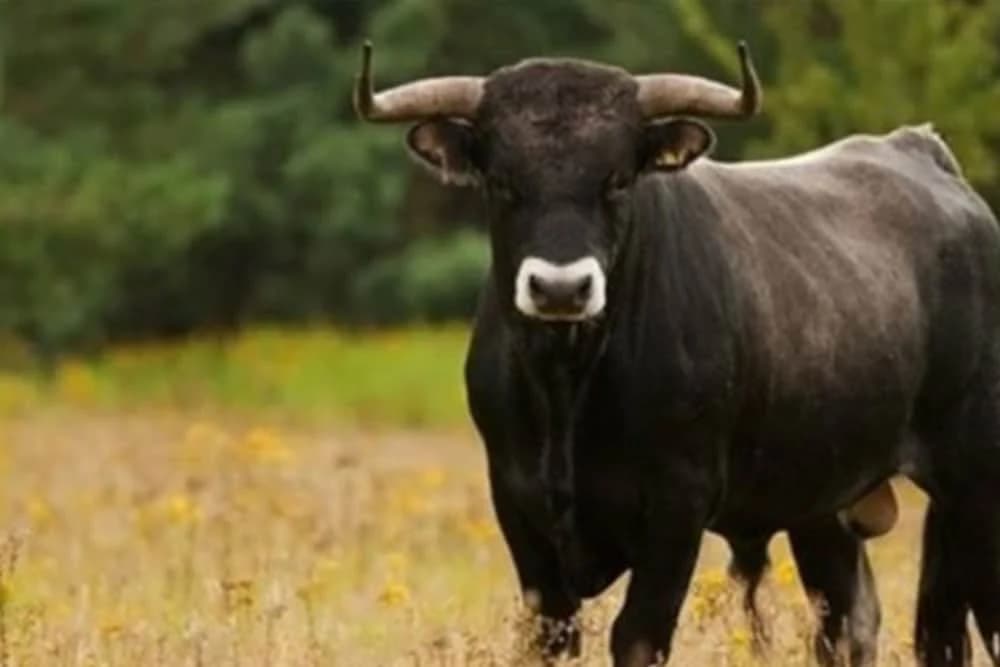 Gdje je nestao neustrašivi bik Džeri koji je pobjegao iz klanice