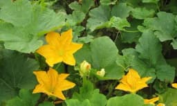 UBLAŽITE SIMPTOME PREHLADE POMOĆU LISTA OD BUNDEVE, BELOG LUKA ILI NANE