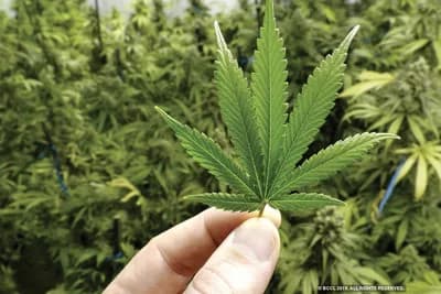 Marihuana - podstrek za razvijanje nauke, lijekova i privrede u svijetu