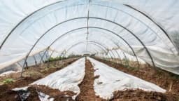 Pokrovni materijali daju veći prinos i kvalitet povrća