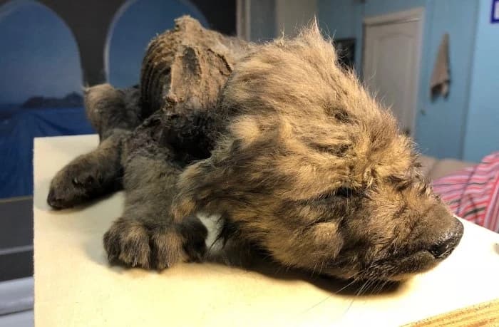 U Sibiru pronađen "pas" star 18.000 godina