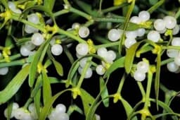 TRAVARI SE KUNU U NJU -  Kažu da liječi najzloćudnije bolesti, ali morate dobro paziti oko ove biljke!