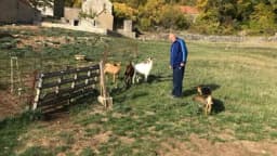 Vukovi vrebaju, pokolj koza - Od 30 nestalih, Jozi Biliću Pižiću vratile se tek tri koze i jarac