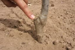 Najčešće greške prilikom sadnje voćaka