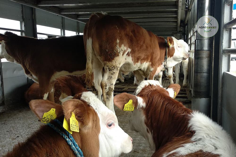 Otežan plasman junadi i svinja na domaćem tržištu