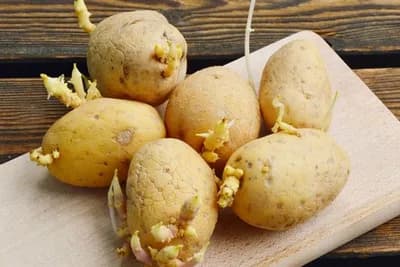 Recite NE naklijavanju krompira u prostorijama u kojima se skladišti voće