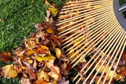 Pročitajte kako da iskoristite OPALO LIŠĆE - Besplatno organsko đubrivo