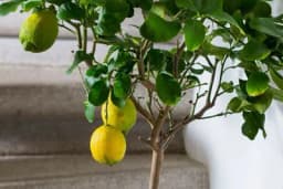 Kako uzgojiti limun iz sjemena?