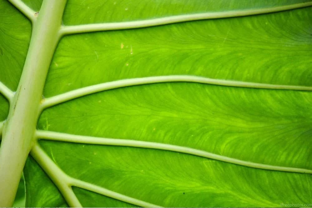 Naučnici stvorili vještački list