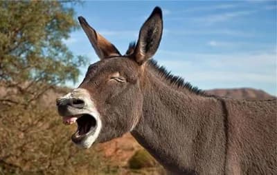 Litar magarećeg mlijeka skoro stotinu maraka