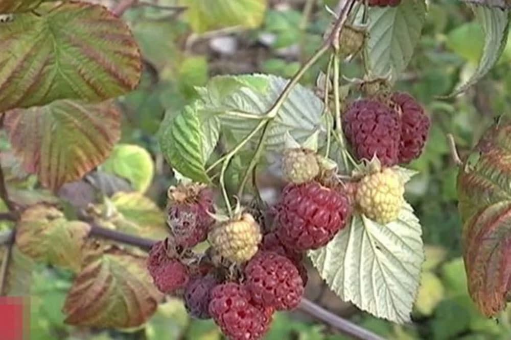 Sačuvajte rod malina - stručnjaci savjetuju šta da uradite do 1 aprila!
