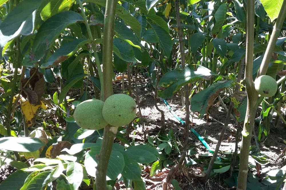 Izbor sorti oraha za podizanje zasada