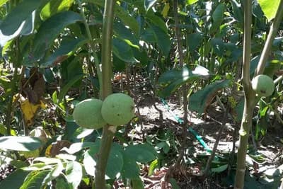 Izbor sorti oraha za podizanje zasada