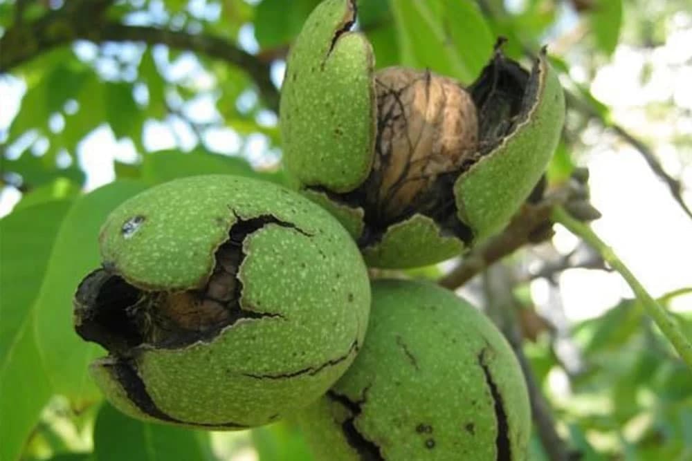 Godišnje od oraha zarade 10.000 evra po hektaru