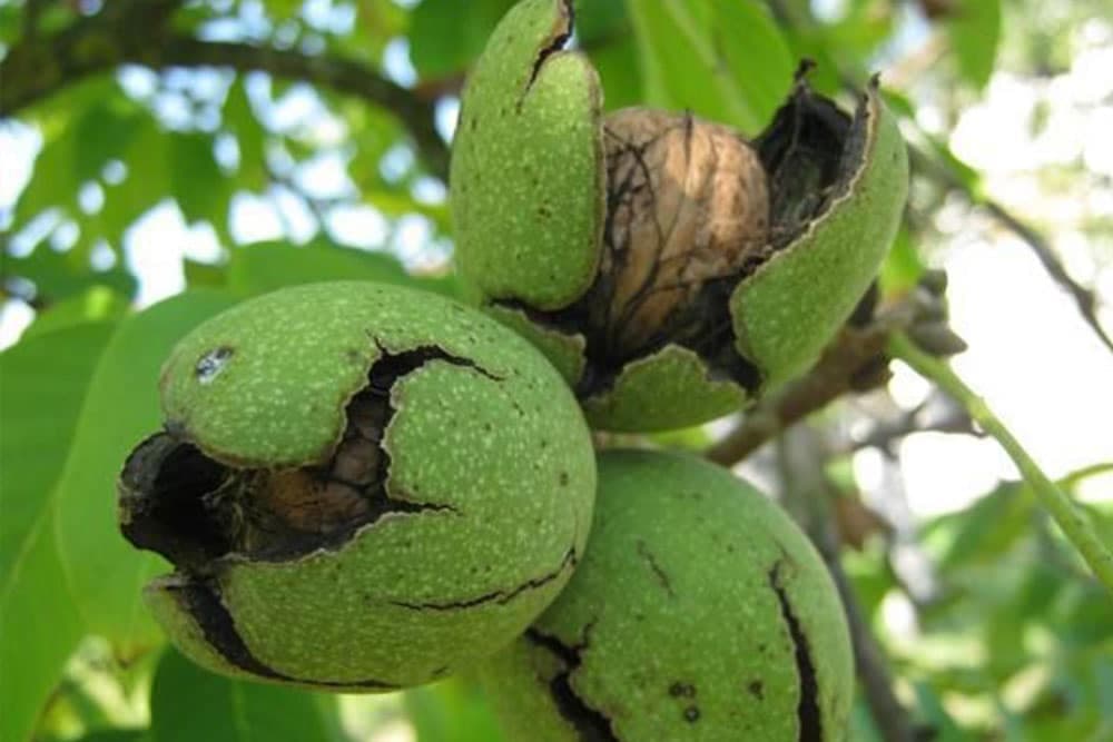 Orah – Koji je broj sadnica po jednom hektaru?