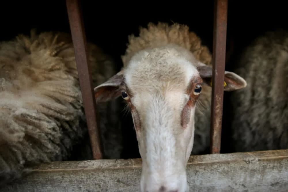 Prevrnuo se brod - prevozio je 14.000 ovaca