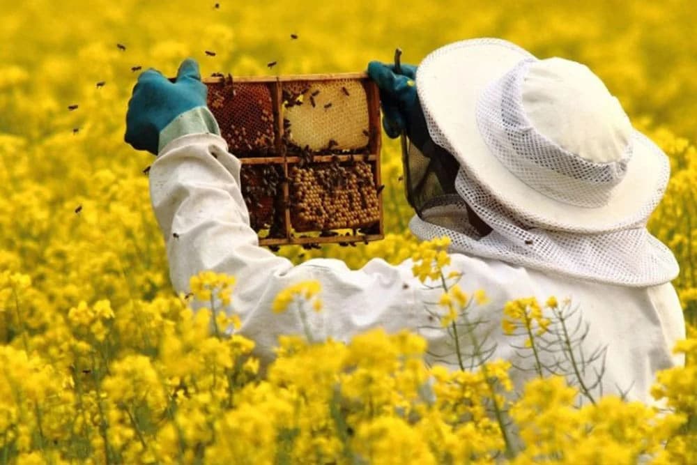Uspješan pčelar mora da ispunjava ova tri uslova