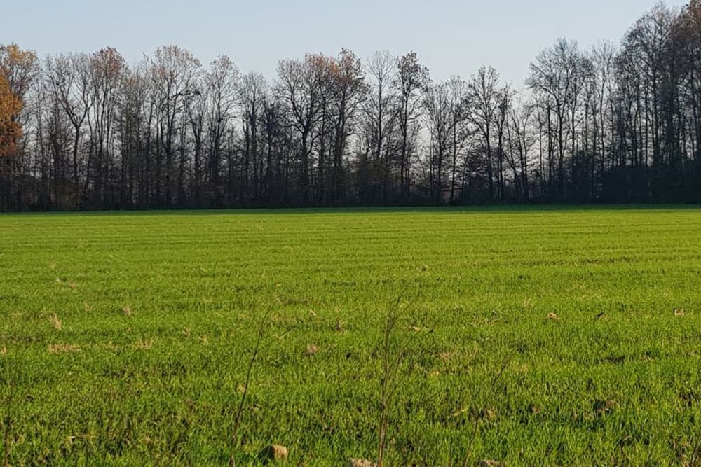 ASN ili KAN za prvu prihranu žitarica