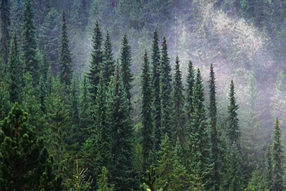 Projekat Srbije i BiH za spašavanje Pančićeve omorike