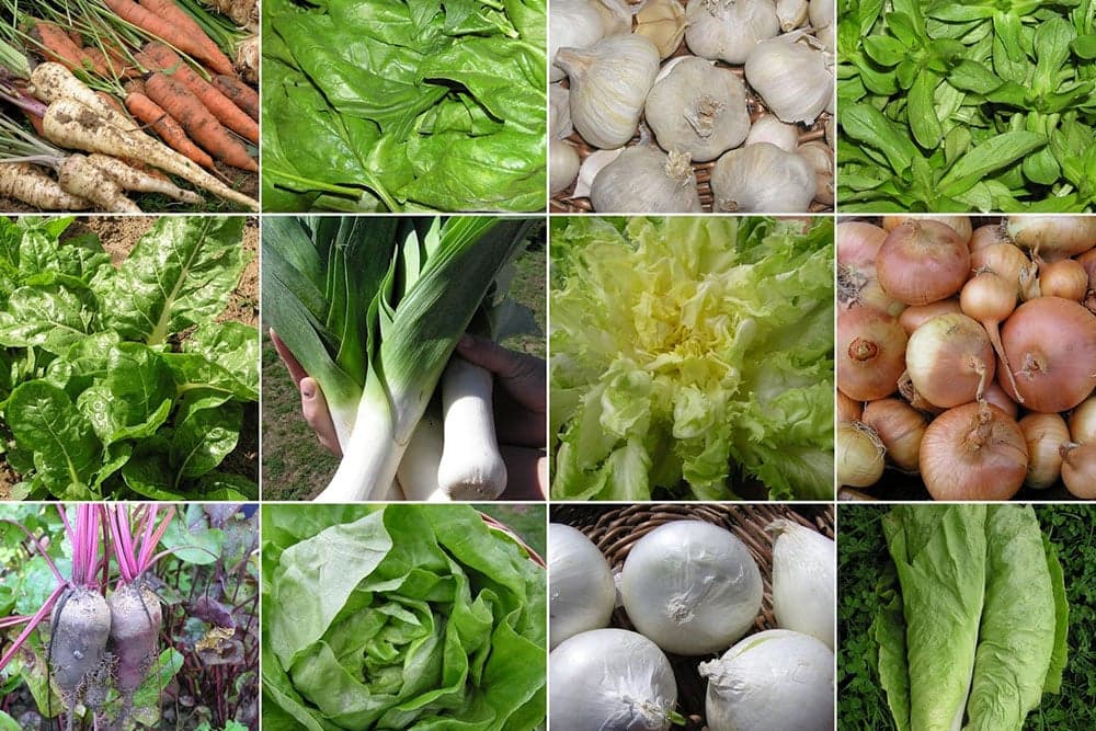 Dobre i loše komšije povrtarstvu