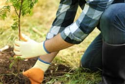 „OVO JE TEK PRVI KORAK“ Bankari stvaraju nove šumske površine, zasadili 4.000 sadnica